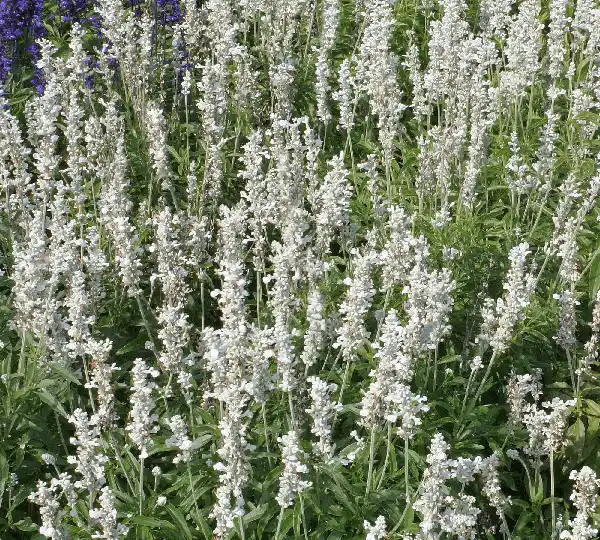 Сальвия фаринацеа Виктория Вайт - Salvia farinacea Victoria White - Фото №1