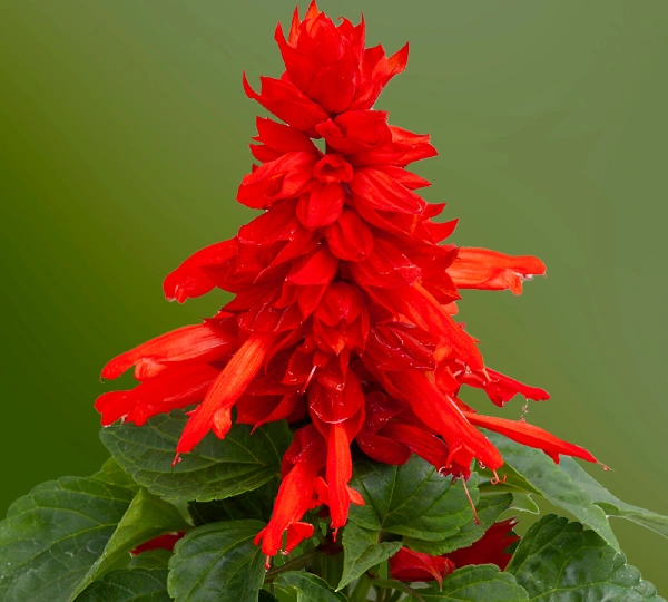 Сальвия спленденс Мохаве Ред - Salvia splendens Mojave Red - Фото №1