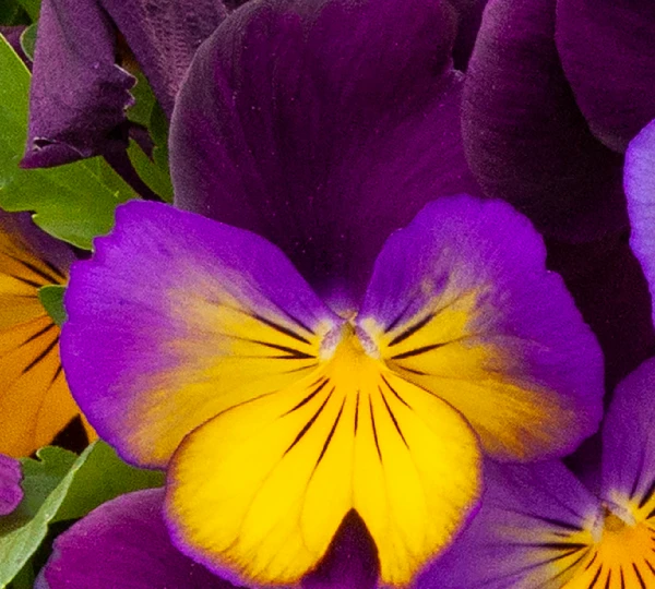 Виола виттрокиана Фрифолл Сандаун - Viola wittrockiana Freefall Sundown - Фото №1