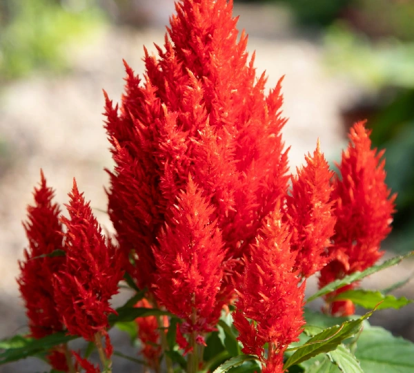 Целозия Брайт Спаркс Скарлет - Celosia  Bright Sparks Scarlet - Фото №1