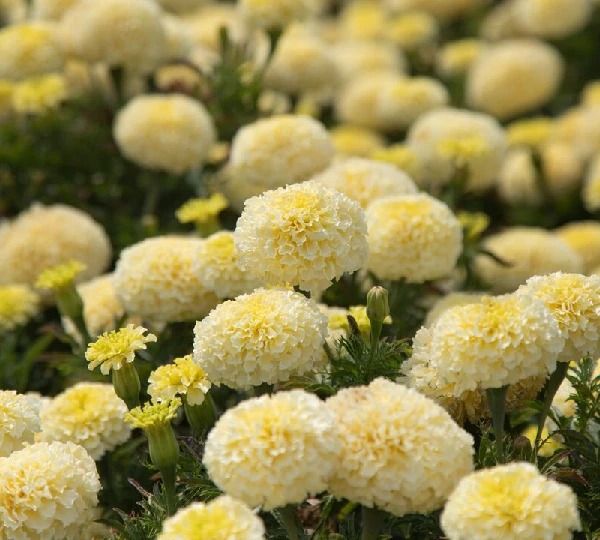Бархатцы эректа Вайт Голд Макс - Tagetes erecta White Gold Max - Фото №1