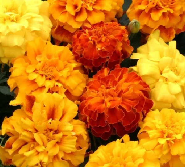 Бархатцы триплоид Зенит Микс - Tagetes triploid Zenith Mix - Фото №1