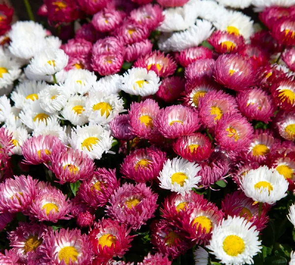 Маргаритка Беллис переннис Бам Бам Микс - Bellis perennis Bam Bam Mix - Фото №1