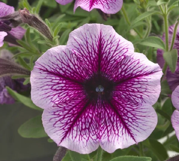 Петуния Опера Суприм F1 Фиолетовая вена - Petunia Opera Supreme F1 Purple Vein - Фото №1