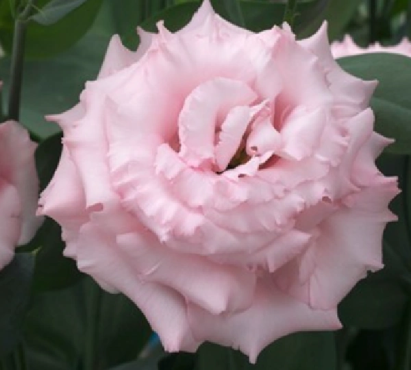 Эустома Корелли F1 2 Пинк - Eustoma Corelli F1 2 Pink - Фото №1