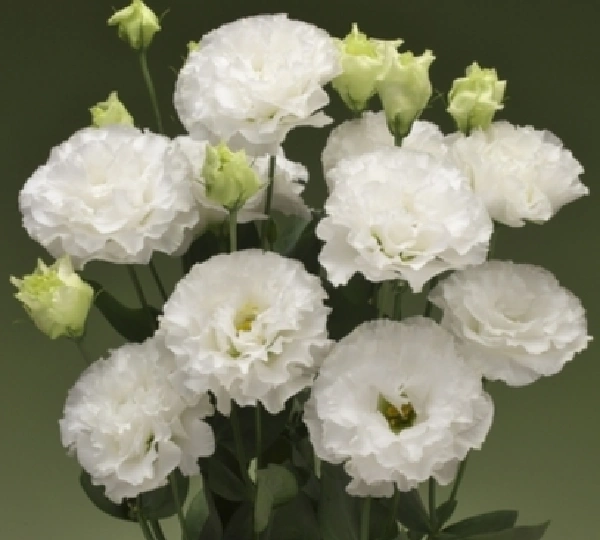 Эустома  Корелли F1 1 Белая - Eustoma Corelli F1 1 White - Фото №1