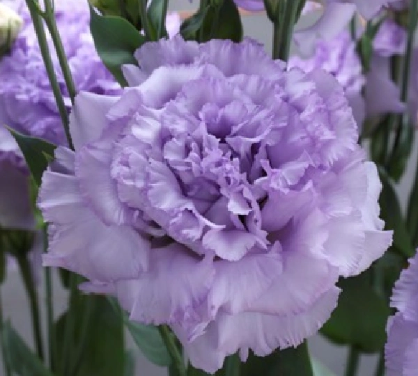 Эустома Корелли F1 II Лавендер Ген 2 - Eustoma Corelli F1 2 Lavender Gen 2 - Фото №1