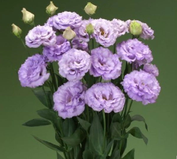 Эустома Корелли F1 2 Лавендер - Eustoma Corelli F1 2 Lavender - Фото №1