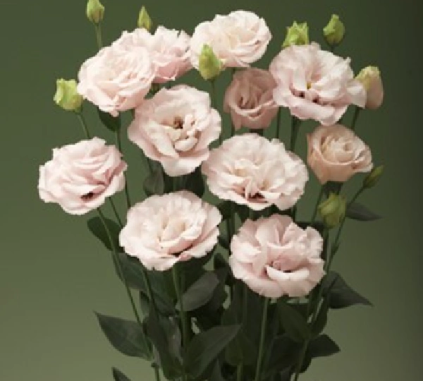 Эустома Корелли F1 2 Лайт Пинк - Eustoma Corelli F1 2 Light Pink - Фото №1