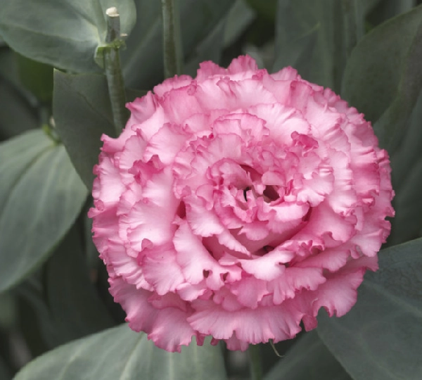 Эустома Корелли СУ F1 2 Роуз Пинк - Eustoma Corelli SU F1 2 Rose Pink - Фото №1