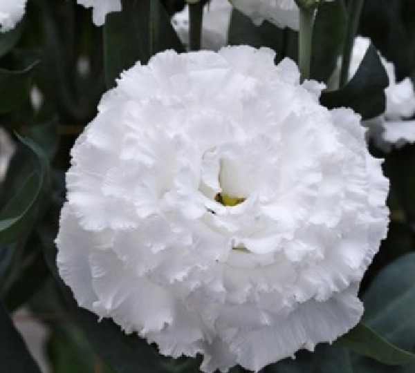 Эустома Корелли СУ F1 2 Белая - Eustoma Corelli SU F1 2 White - Фото №1