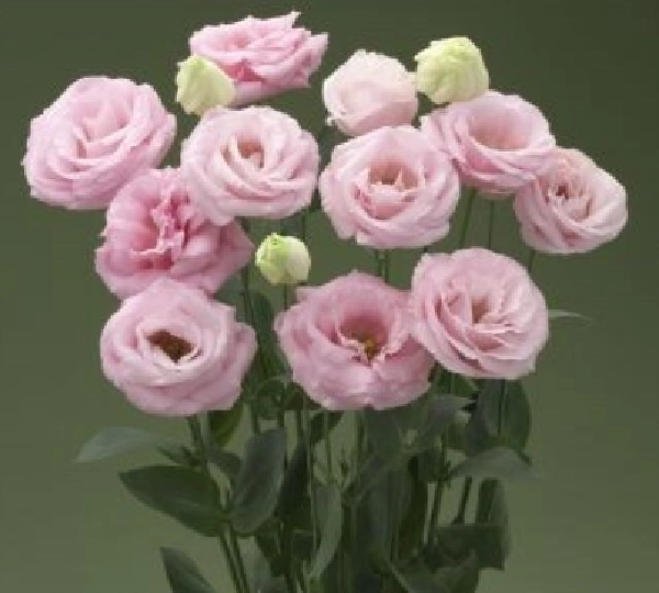 Эустома Арена F1 3 Прозрачно-розовая - Eustoma Arena F1 3 Clear Pink - Фото №1
