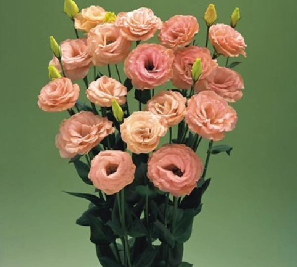 Эустома Арена F1 3 Абрикос - Eustoma Arena  F1 3 Apricot - Фото №1
