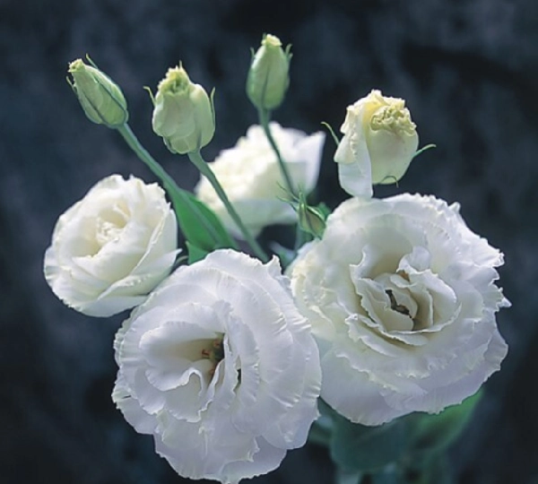 Эустома Арена F1 2 Белая - Eustoma Arena F1 2 White - Фото №1