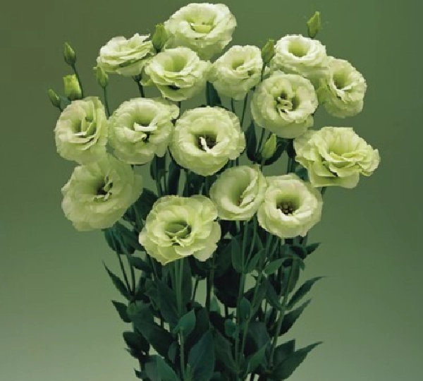 Эустома Арена F1 3 Зелёная - Eustoma Arena F1 3 Green - Фото №1