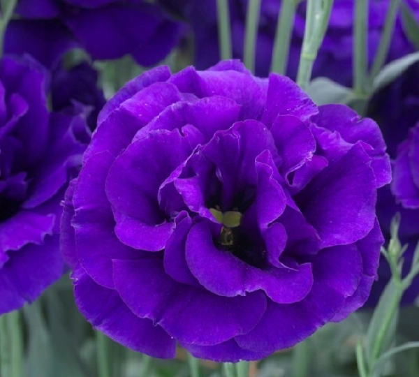 Эустома Арена F1 Пурпурная - Eustoma Arena F1 Purple - Фото №1