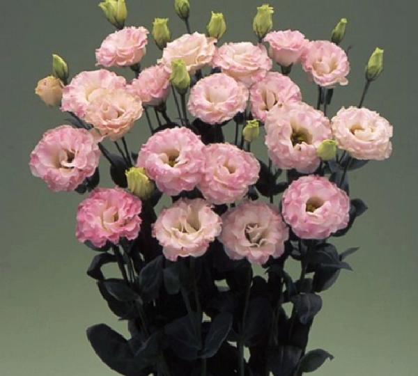 Эустома Арена F1 Пинк Флеш - Eustoma Arena F1 3 Pink Flash - Фото №1