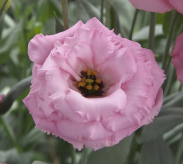 Эустома Арена F1 3 Роуз - Eustoma Arena F1 3 Rose - Фото №1