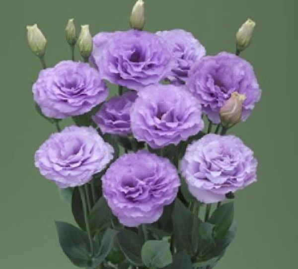 Эустома Арена F1 3 Лавендер - Eustoma Arena F1 3 Lavender - Фото №1