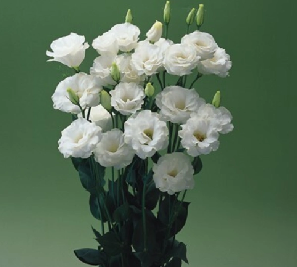 Эустома Крома F1 Белая - Eustoma Croma F1 3 White - Фото №1