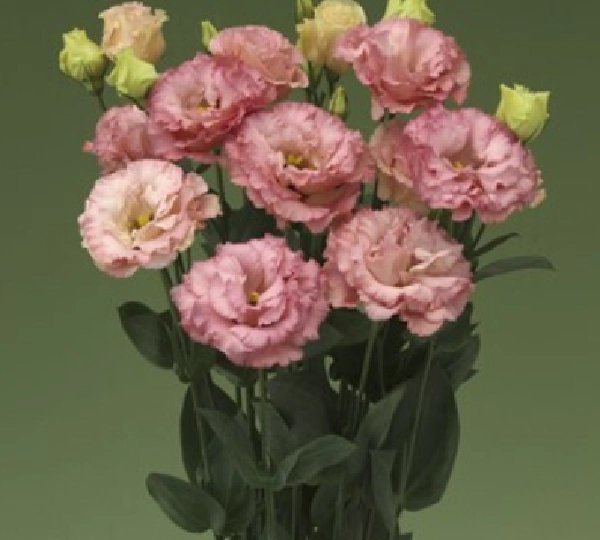 Эустома Корелли F1 3 Априкот - Eustoma Corelli F1 3 Apricot - Фото №1