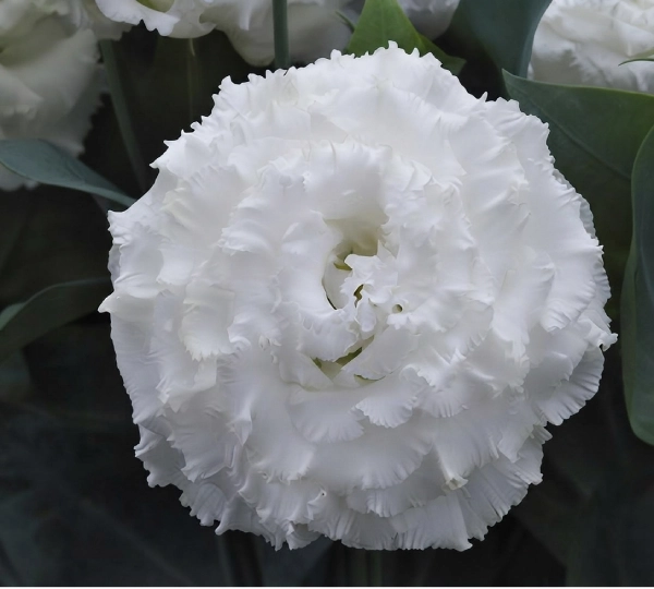 Эустома  Корелли SU F1 1 Белая - Eustoma Corelli F1 1 White - Фото №1