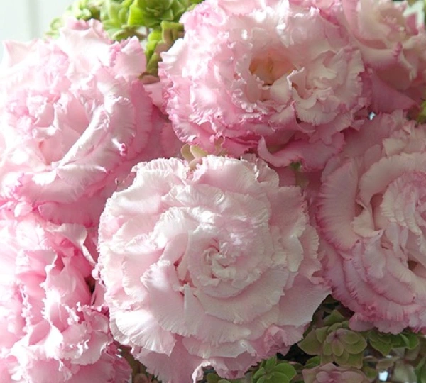 Эустома Корелли Су 3 Лайт Пинк - Corelli SU 3 Light Pink - Фото №1