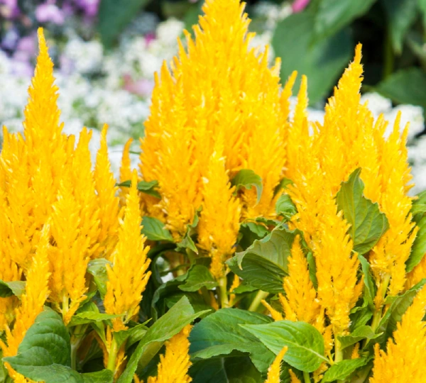 Целозия Брайт Спаркс Брайт Еллоу - Celosia Bright Sparks Yellow - Фото №1