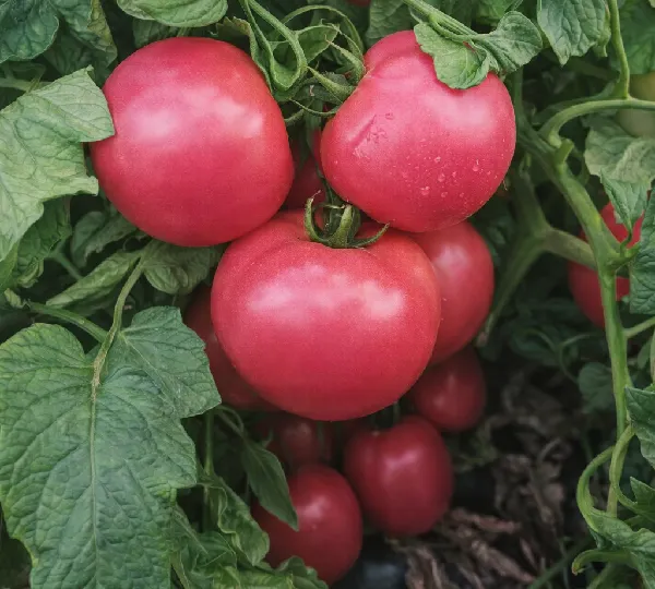 Томат Пинк Джой F1 - Pink Joy F1 - Фото №1