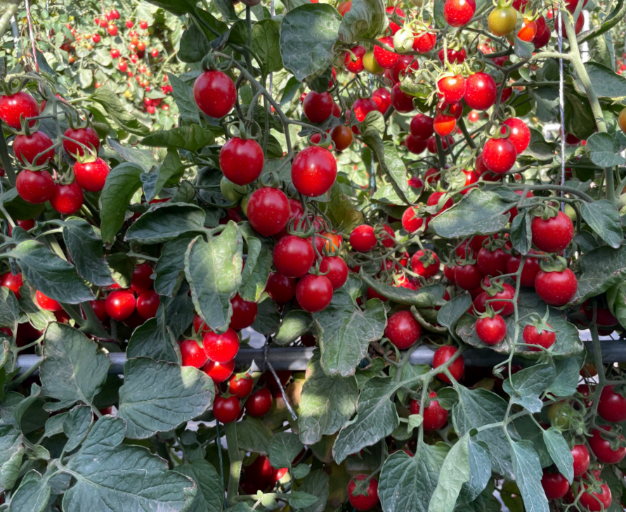 Томат Ред Джой F1 - Red Joy F1 - Фото №1