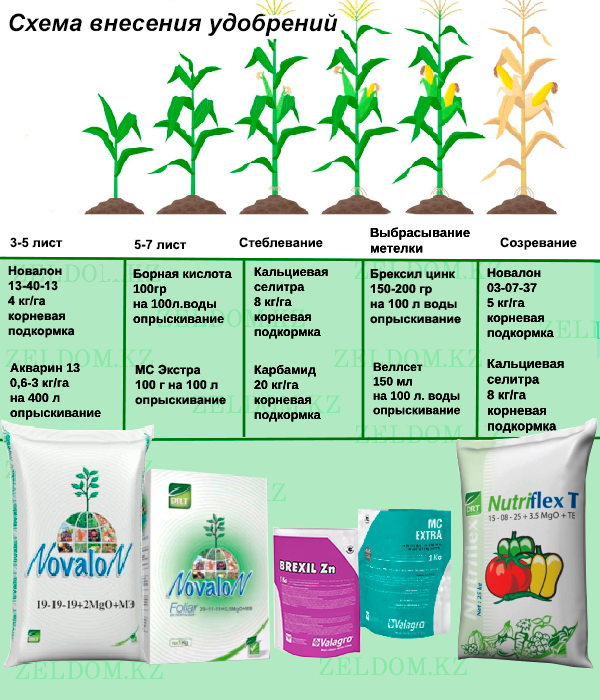 Схема внесения удобрений - Семена кукурузы