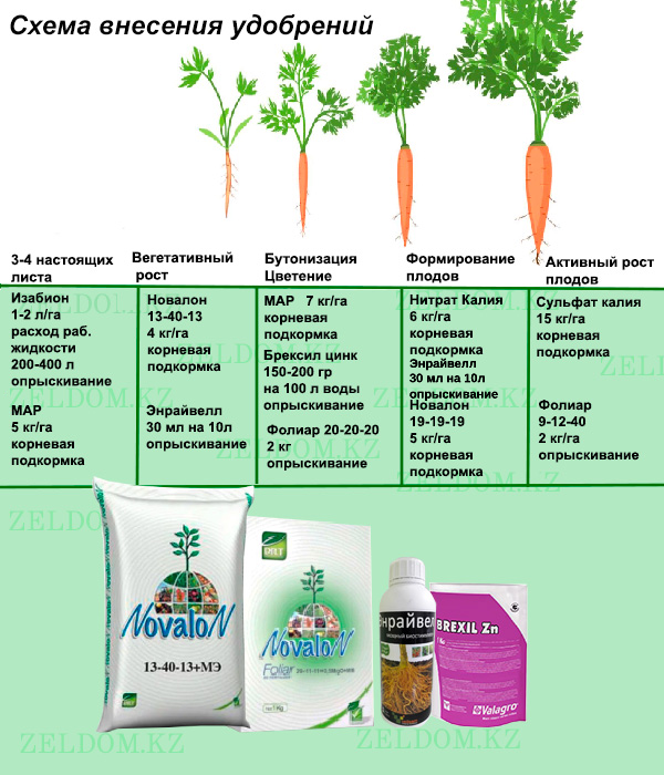 Схема внесения удобрений - Семена моркови