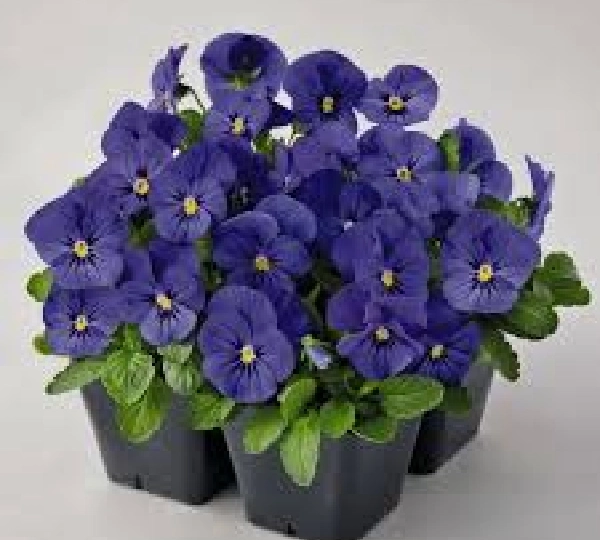 Виола рогатая F1 Адмир Синяя - Viola cornuta F1 Admire Blue - Фото №2