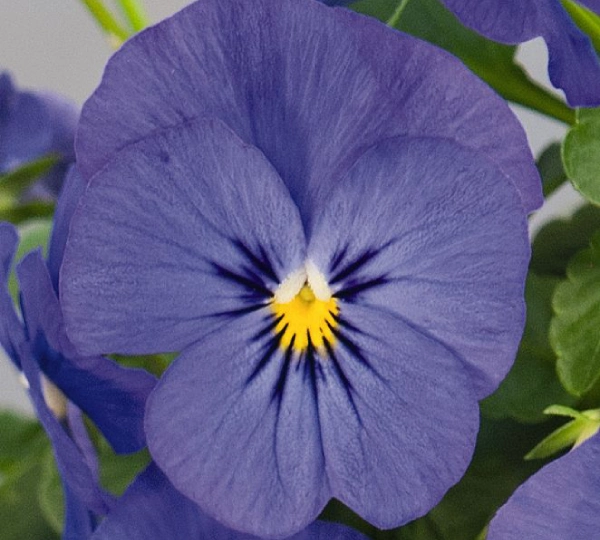 Виола рогатая F1 Адмир Синяя - Viola cornuta F1 Admire Blue - Фото №1