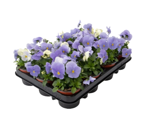 Виола рогатая F1 Адмир Блю Хеван - Viola cornuta F1 Admire Blue Heaven - Фото №2
