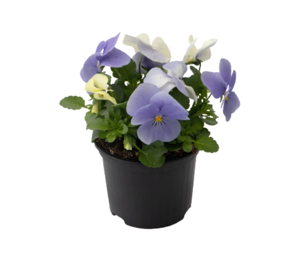 Виола рогатая F1 Адмир Блю Хеван - Viola cornuta F1 Admire Blue Heaven - Фото №1