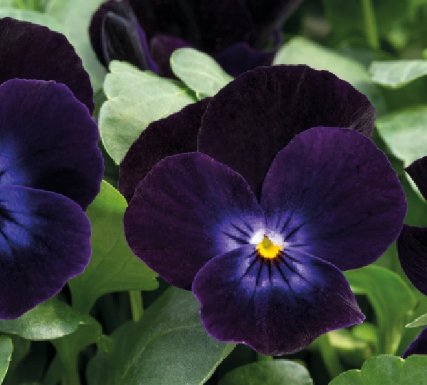 Виола рогатая F1 Адмир Дип Пёрпл Фейс - Viola cornuta F1 Admire Deep Purple Face - Фото №2