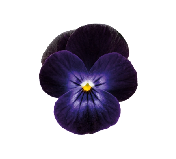 Виола рогатая F1 Адмир Дип Пёрпл Фейс - Viola cornuta F1 Admire Deep Purple Face - Фото №1