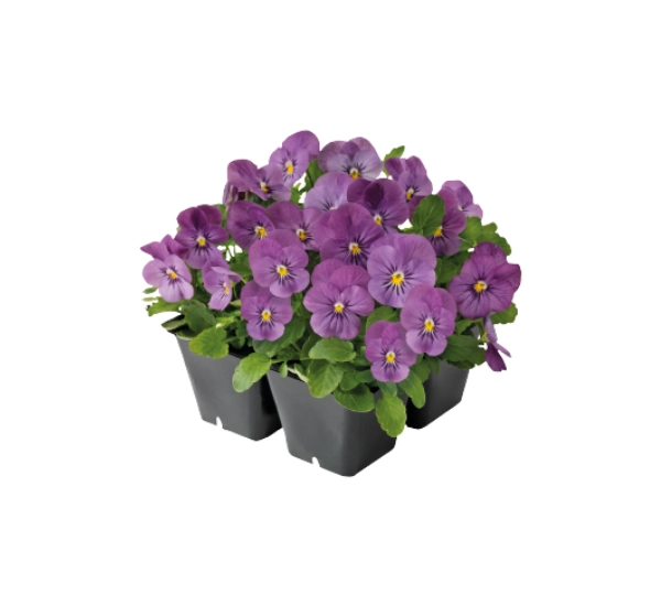 Виола рогатая F1 Адмир Розовая - Viola cornuta F1 Admire Pink - Фото №2