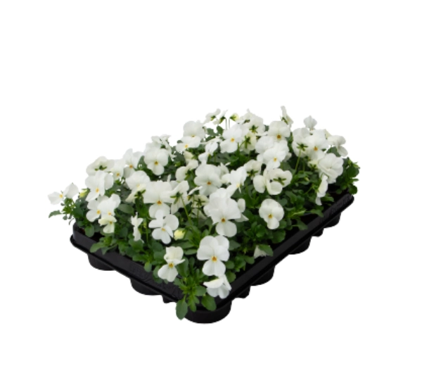 Виола рогатая F1 Адмир Белая - Viola cornuta F1 Admire White - Фото №2