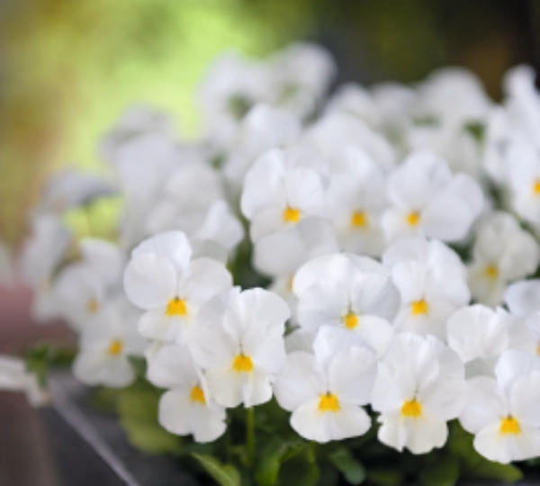Виола рогатая F1 Адмир Белая - Viola cornuta F1 Admire White - Фото №3