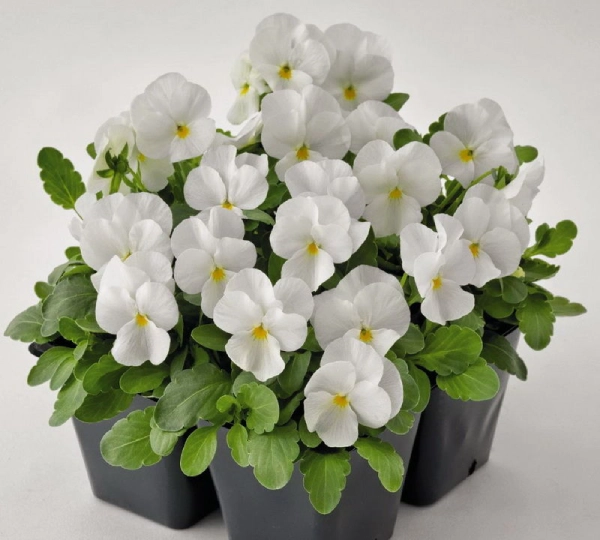Виола рогатая F1 Адмир Белая - Viola cornuta F1 Admire White - Фото №1