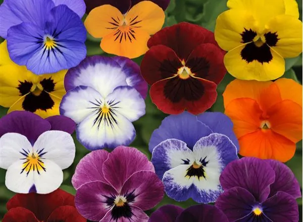 Виола Сорбет ХР Микс Осенней Селекции - Viola Sorbet XP Autumn Select Mixture  - Фото №1