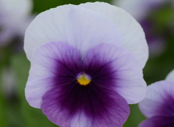 Виола Сорбет ХР Beaconsfield  - Viola Sorbet XP Beaconsfield  - Фото №1