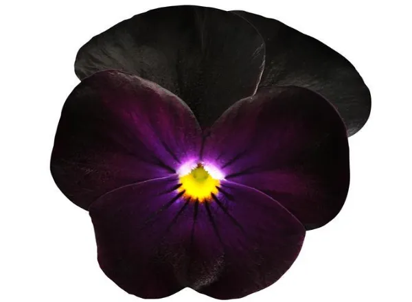 Виола Сорбет ХР Блэкберри - Viola Sorbet XP Blackberry  - Фото №1