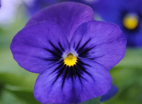Виола Сорбет ХР Blue Blotch - Viola Sorbet XP Blue Blotch - Фото №1