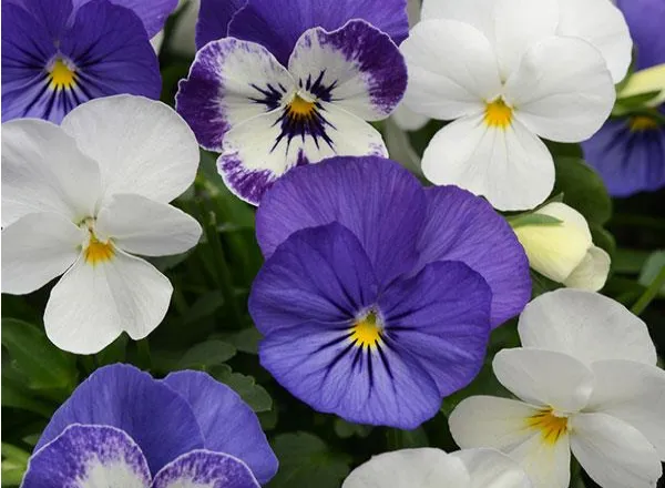 Виола Сорбет ХР Blueberry Sundae Mixture  - Viola Sorbet XP Blueberry Sundae Mixture  - Фото №1