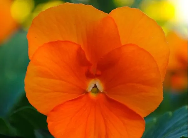 Виола Сорбет ХР Deep Orange  - Viola Sorbet XP Deep Orange  - Фото №1
