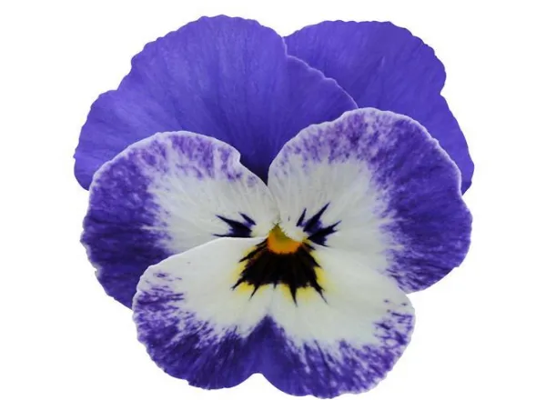 Виола Сорбет ХР Delft Blue  - Viola Sorbet XP Delft Blue  - Фото №1