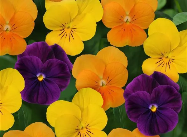 Виола Сорбет ХР Harvest Mixture - Viola Sorbet XP Harvest Mixture - Фото №1